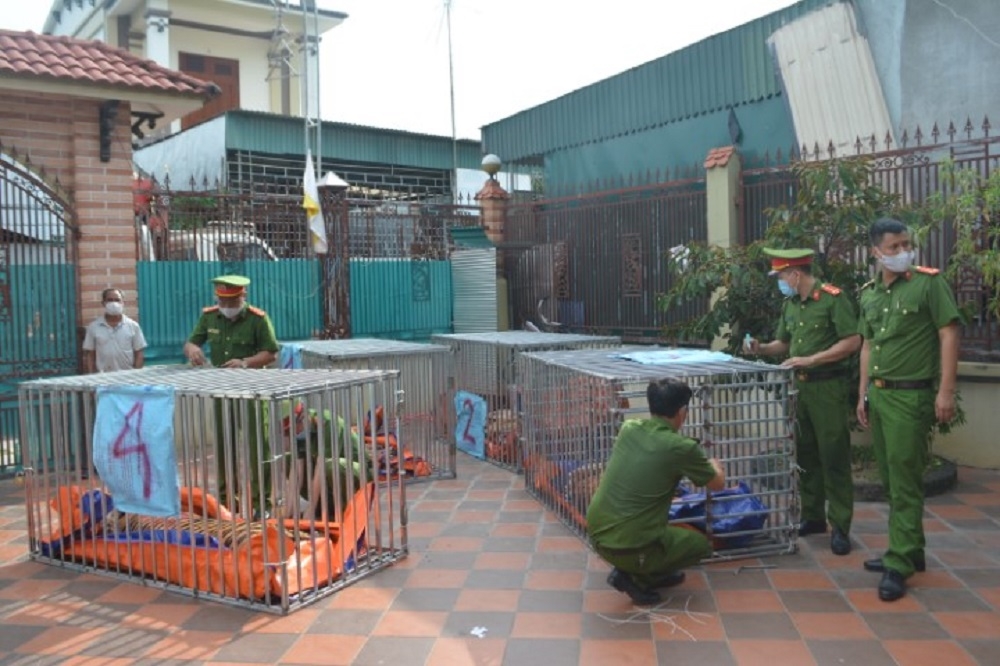 Nghệ An: Thông tin thêm về vụ thu giữ 17 cá thể hổ nuôi nhốt ở huyện Yên Thành
