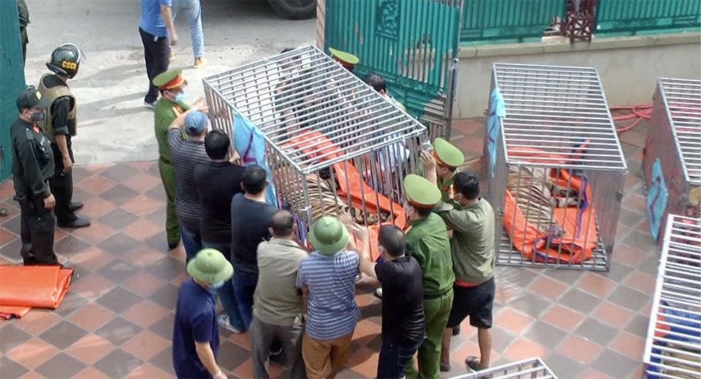 Nghệ An: Bắt tạm giam 1 bị can trong vụ nuôi nhốt 17 con hổ