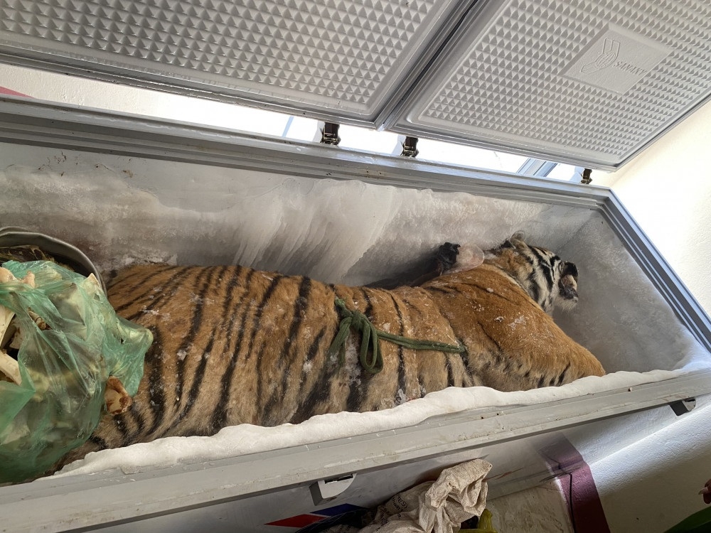 Hà Tĩnh: Phát hiện hổ bị đông lạnh cất giữ trong nhà dân