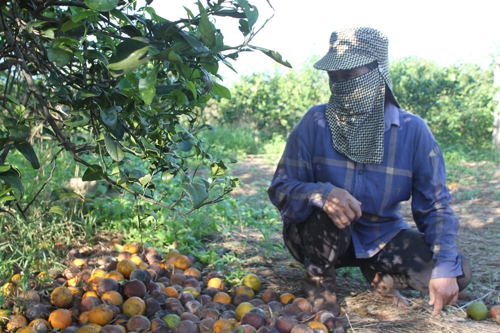 Người trồng cam nếm "trái đắng" tại thủ phủ Cam Vinh