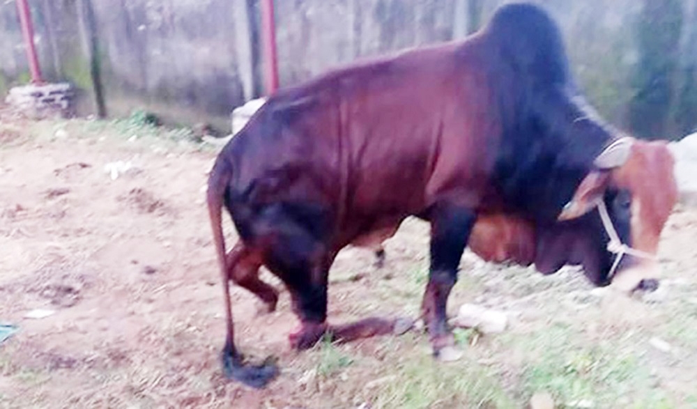 Nghệ An: 5 con bò trị giá hàng trăm triệu đồng bị kẻ xấu chặt đứt chân