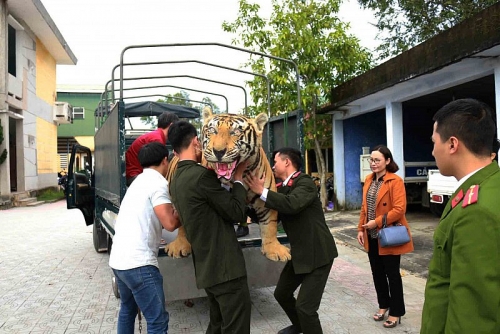 Huế: Chuyển giao bộ da hổ Bengal nhồi bông cho bảo tàng