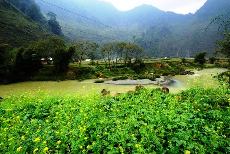 Hà Giang- mùa hoa cải mèo nở rộ