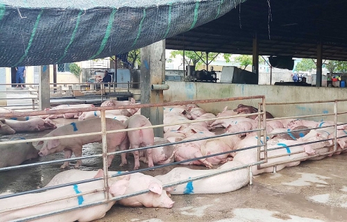Quảng Trị: Tiếp tục phát hiện ổ dịch tả lợn châu Phi