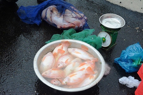Quảng Nam: Mưa lũ cuốn trôi 60 tấn cá, dân xót xa