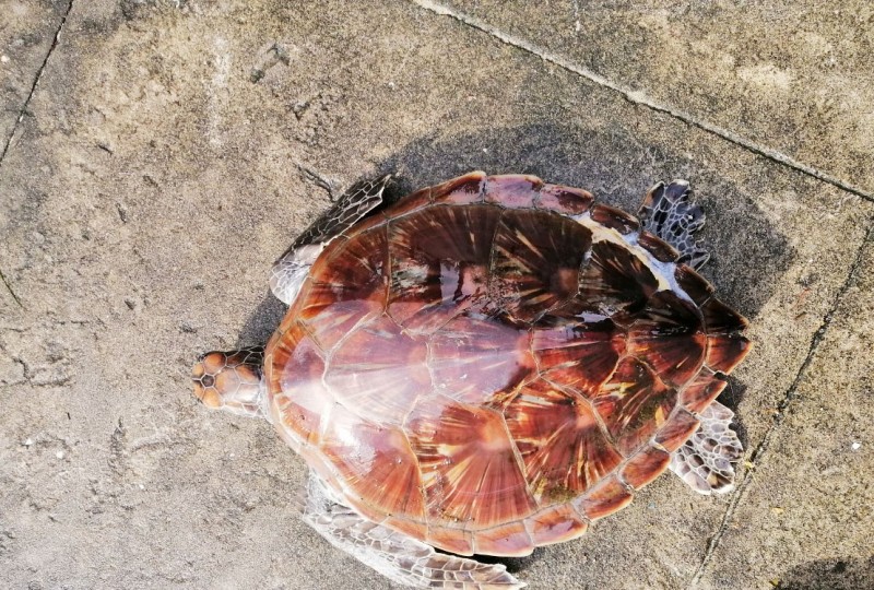 Huế: Thả cá thể rùa biển về với tự nhiên
