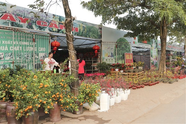 40 gian hàng tham gia Hội chợ hoa Xuân Canh Tý huyện Gia Lâm