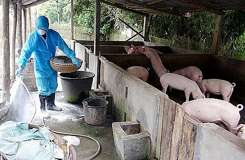 Tăng cường tuyên truyền phòng, chống bệnh dịch tả lợn châu Phi