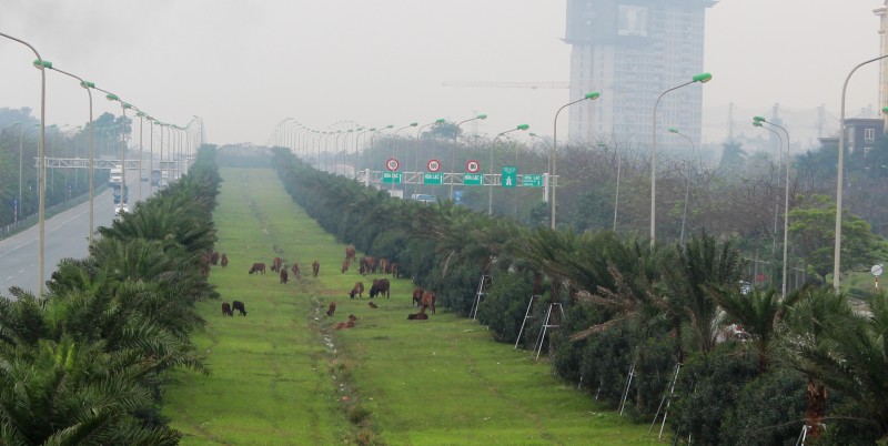 Hàng chục con bò nhẩn nha gặm cỏ trên Đại lộ Thăng Long
