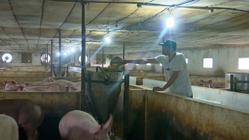 Tập huấn phòng chống bệnh dịch tả lợn Châu Phi