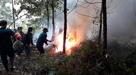 Huyện Ba Vì: Tăng cường bảo vệ, phòng chống cháy rừng