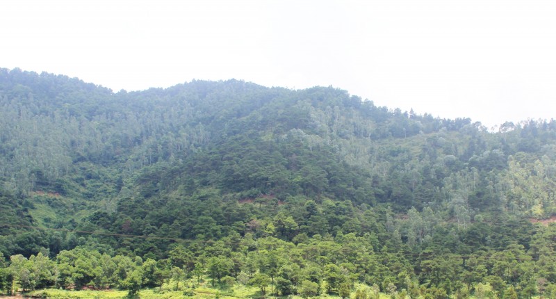 Trong tháng 7 diện tích rừng bị thiệt hại ước tính khoảng 720,3ha
