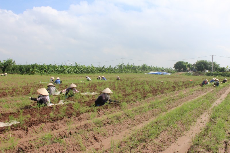 Hà Nội sẽ thanh tra sử dụng đất nông nghiệp, đất công tại nhiều quận huyện
