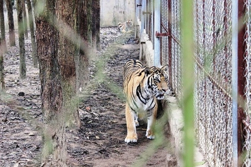 Công tác bảo tồn hổ đang gặp nhiều khó khăn