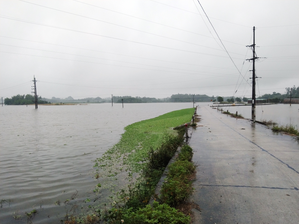 Huyện Ba Vì nhiều diện tích cây trồng vụ Đông bị ngập úng do mưa bão