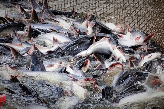 Campuchia hủy lệnh cấm nhập khẩu 4 loại cá da trơn từ các nước láng giềng