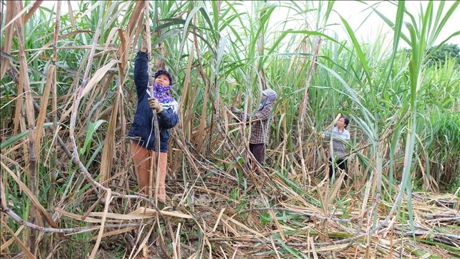 Đường Thái Lan ồ ạt vào Việt Nam: Người trồng mía chịu nhiều thua thiệt