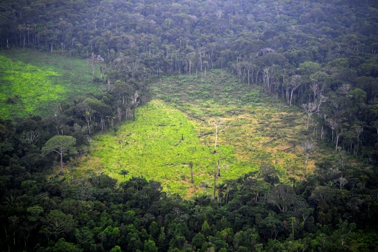 Hãy tìm mọi cách để bảo vệ những cánh rừng ở Việt Nam