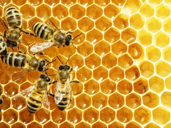Mật ong Việt Nam bị điều tra chống bán phá giá tại Hoa Kỳ