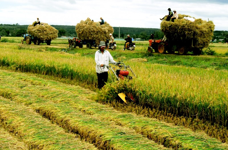 Mùa thu cách mạng và những suy nghĩ về nền nông nghiệp Việt Nam