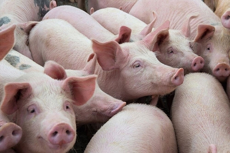 Giá lợn hơi lại bật tăng lên mức 84.000 đồng/kg