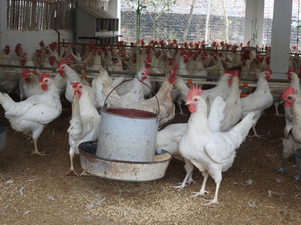 Giải pháp nào để tiêu thụ hết 60 triệu con gà lông trắng?