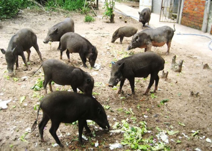 Phát triển và bảo tồn các giống lợn bản địa Việt Nam