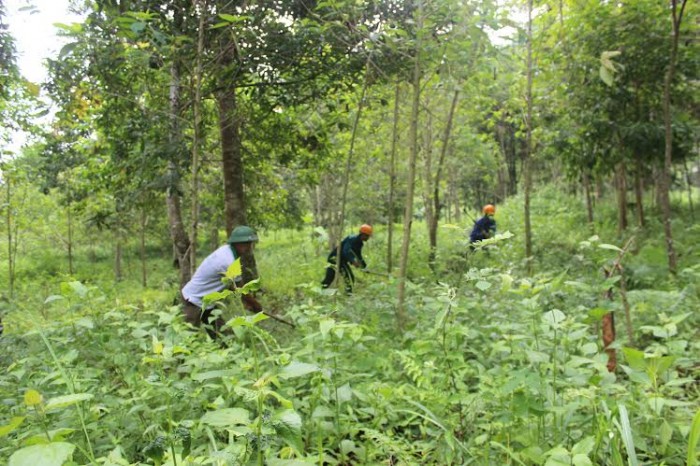 Đẩy mạnh phục hồi rừng theo hướng quản lý bền vững