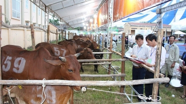 Xã Minh Châu (Ba Vì): Sôi nổi cuộc thi bò lần thứ 2