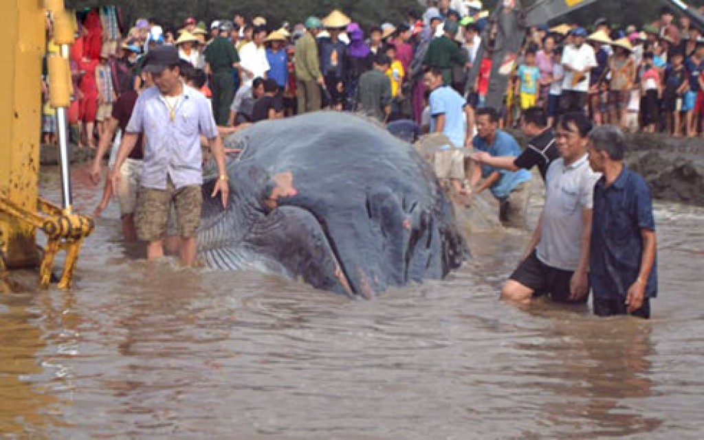 Cá voi khổng lồ mắc cạn trên bờ biển ​Nghệ An
