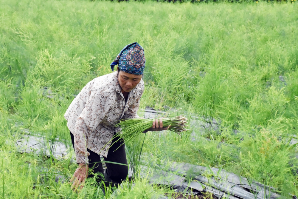 Chuyện những nông dân làm giàu từ nông nghiệp sạch