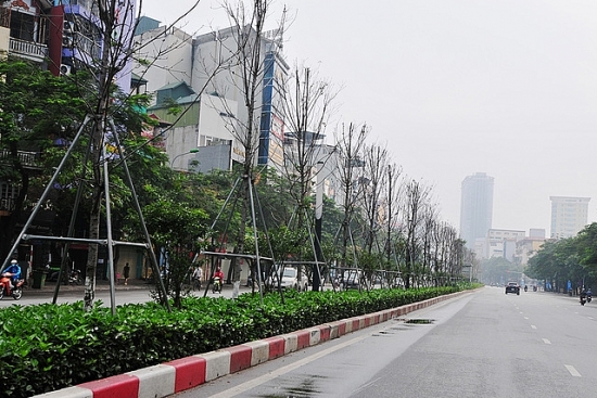 Hà Nội: Trồng mới cây bàng lá nhỏ tại dải phân cách Nguyễn Chí Thanh - Trần Duy Hưng