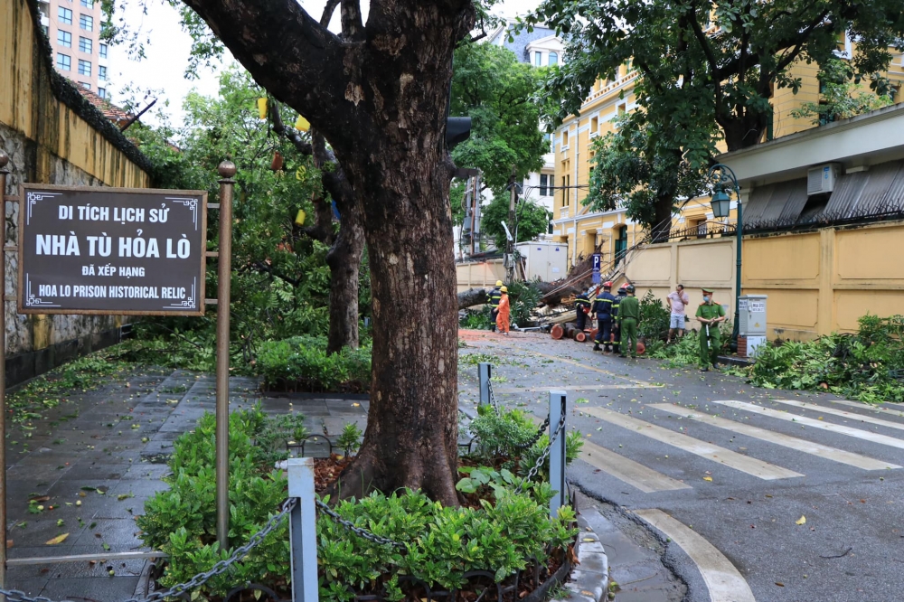 Hà Nội: Khắc phục sự cố cây cổ thụ bật gốc, chắn ngang phố Hỏa Lò
