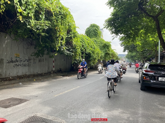 Cần sớm cắt tỉa cành cây gây cản trở giao thông trên phố Nguyễn Công Trứ