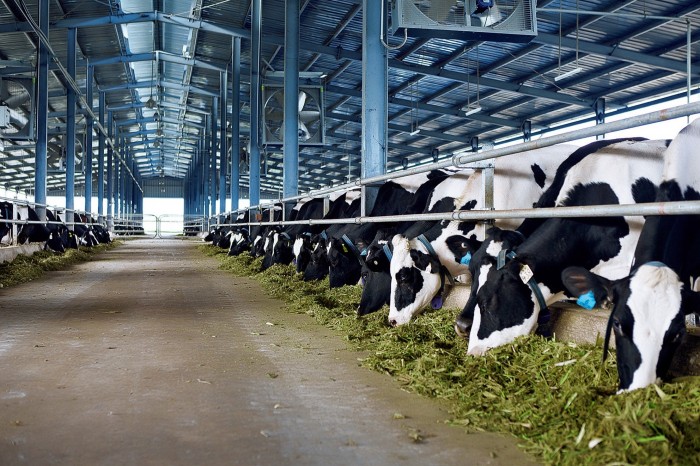 Vinamilk đưa vào hoạt động trang trại bò sữa đạt chuẩn quốc tế