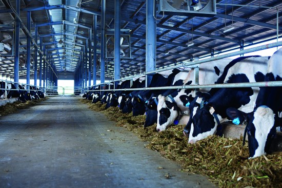 Vinamilk tiếp tục nhập bò sữa, tăng nguồn cung sữa tươi nguyên liệu