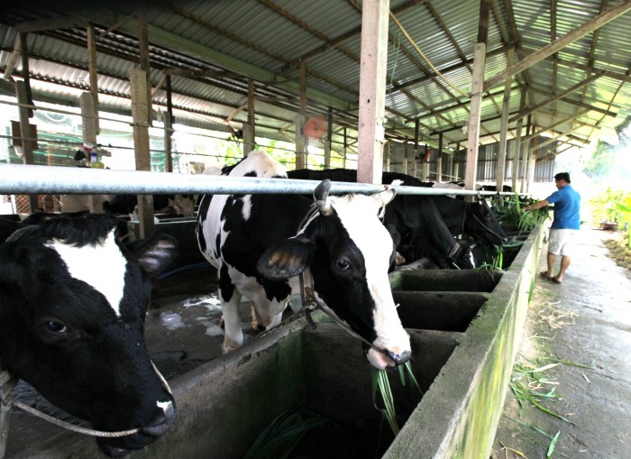 Vinamilk tái ký hợp đồng với hàng ngàn hộ nông dân chăn nuôi bò sữa cả nước