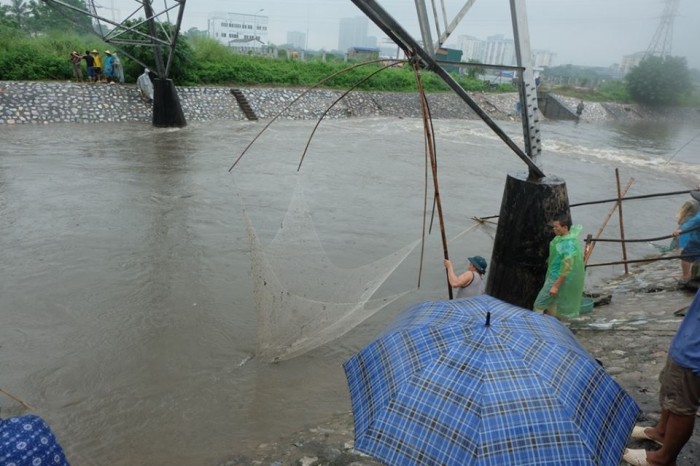 Sau mưa lớn, sông Kim Ngưu “ngập cá”