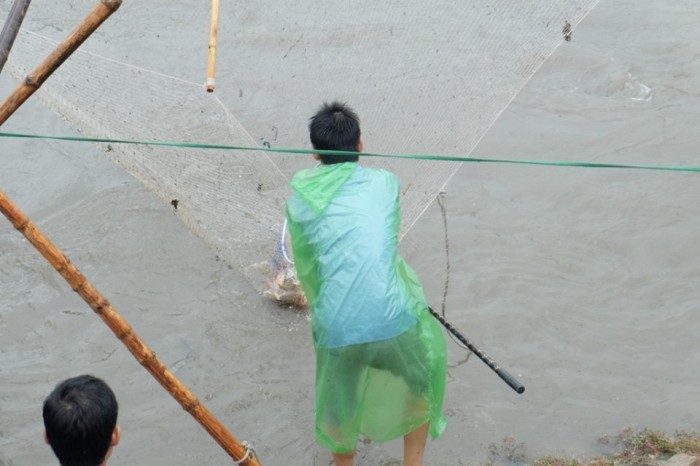 Sau mưa lớn, sông Kim Ngưu “ngập cá”