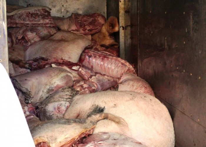 Hà Nội: Phát hiện hơn 1 tấn thịt lợn thối chuẩn bị bán ra thị trường
