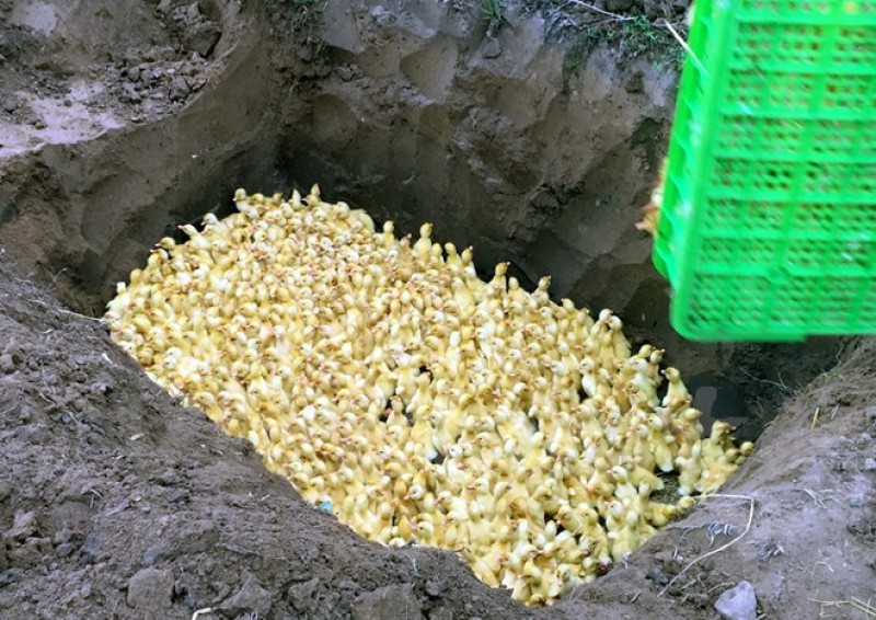 Bắt giữ và tiêu hủy 2.500 con vịt giống nhập lậu từ Trung Quốc