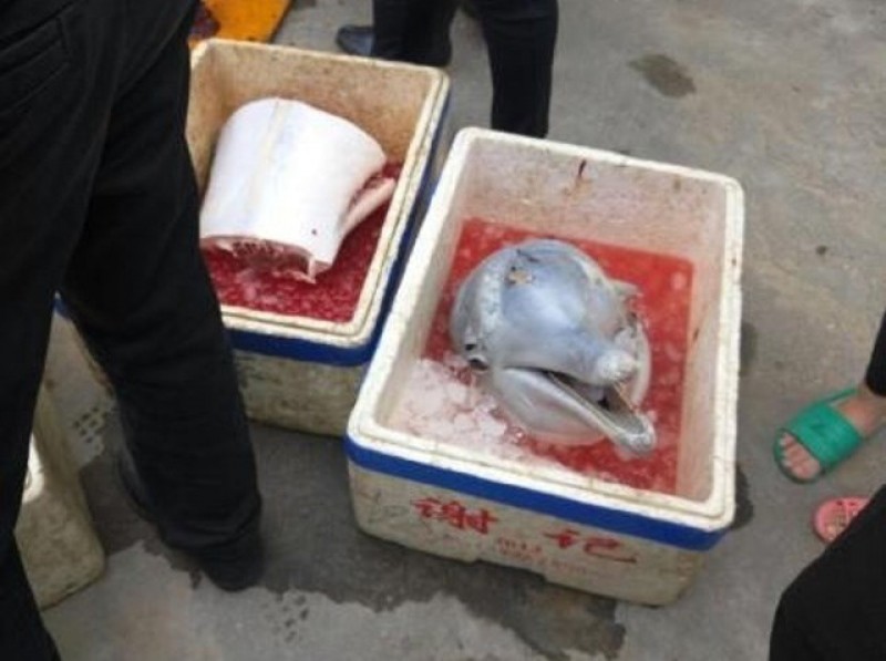 Ba người đàn ông bị truy tố vì xẻ thịt cá heo bán ngay lề đường