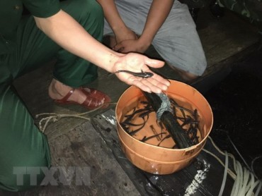Quảng Ninh: Tiêu hủy 5.000 con cá giò giống nhập lậu từ Trung Quốc