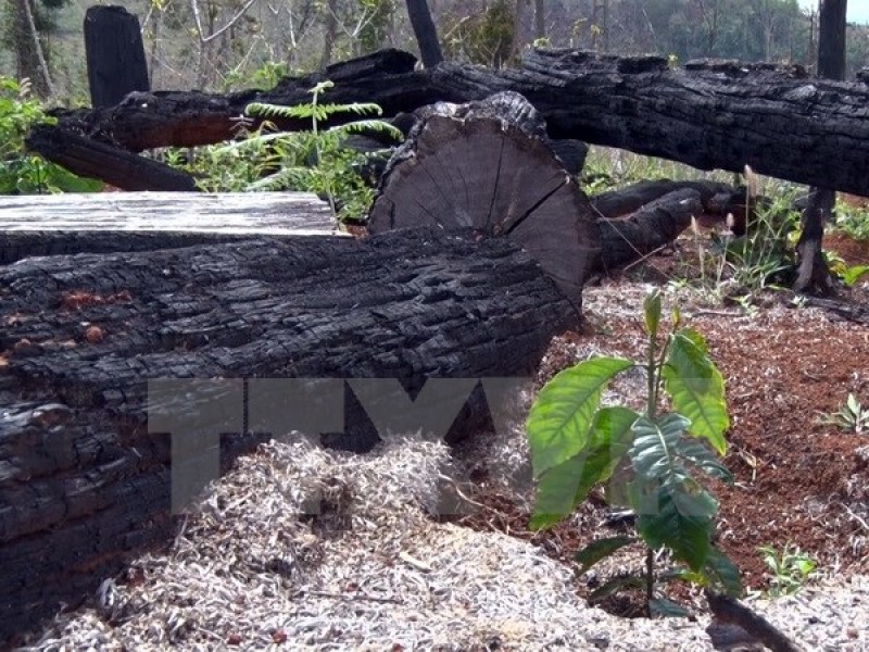 Đắk Nông: Bắt khẩn cấp đối tượng chuyên “bảo kê” phá rừng