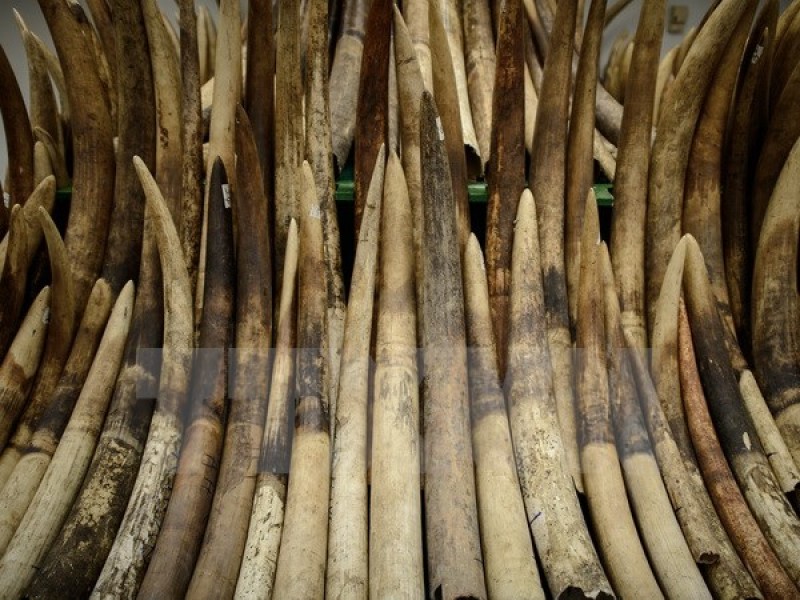 Hong Kong thu giữ lượng ngà voi lớn nhất trong 30 năm qua