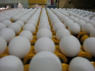Thêm một nước châu Âu phát hiện trứng nhiễm Fipronil