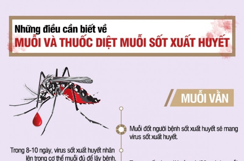 Sốt xuất huyết: Những điều cần biết về muỗi và thuốc diệt muỗi