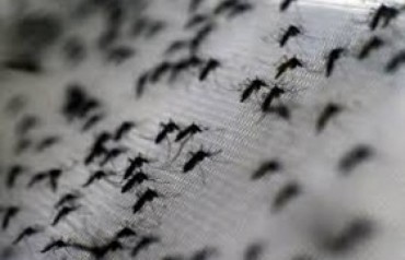 Brazil thả hàng triệu con muỗi mang vi khuẩn ngừa sốt xuất huyết
