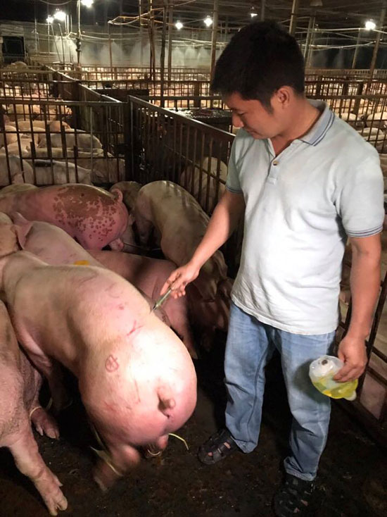 Hơn 5.200 con lợn bị tiêm thuốc an thần chờ giết mổ