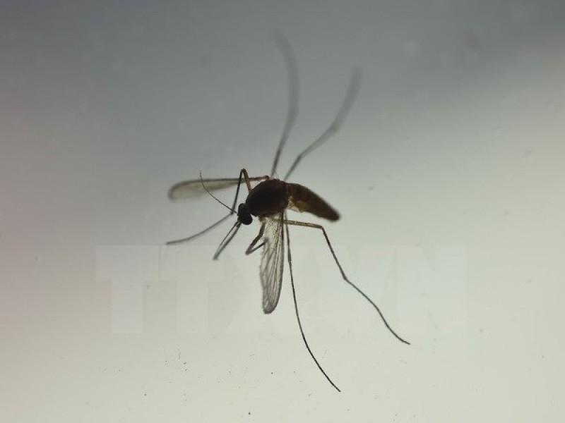virus zika gay ra nhieu di tat bam sinh sau khi bien doi gene